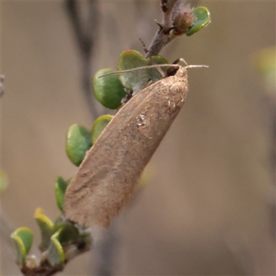 Unverified Moth (Lepidoptera) at Snowy Plain, NSW - 8 Nov 2025 by ConBoekel