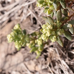 Poranthera microphylla (Small Poranthera) at Snowy Plain, NSW - 8 Nov 2025 by ConBoekel