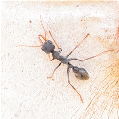 Unverified Ant (Hymenoptera, Formicidae) at Snowy Plain, NSW - 8 Nov 2025 by ConBoekel