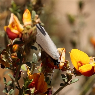 Candalides heathi (Rayed Blue) at Booth, ACT - 10 Nov 2025 by ChrisChapman