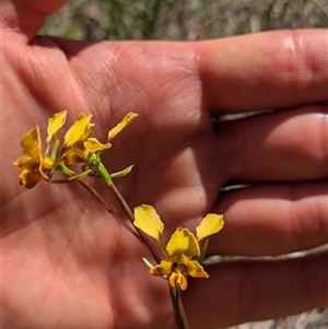 Diuris semilunulata (Late Leopard Orchid) at Watson, ACT - 10 Nov 2025 by WalterEgo