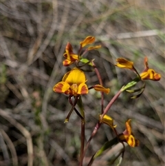 Diuris semilunulata (Late Leopard Orchid) at Watson, ACT - 10 Nov 2025 by WalterEgo
