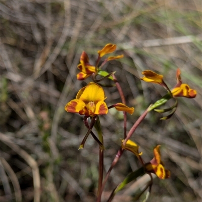 Diuris semilunulata (Late Leopard Orchid) at Watson, ACT - 10 Nov 2025 by WalterEgo