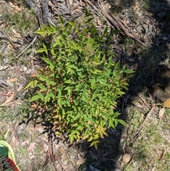 Nandina domestica (Sacred Bamboo) at Hackett, ACT - 10 Nov 2025 by WalterEgo