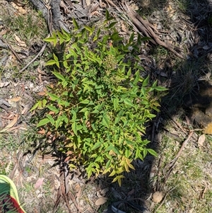 Nandina domestica at Hackett, ACT - Yesterday by WalterEgo