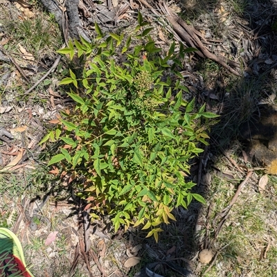 Nandina domestica (Sacred Bamboo) at Hackett, ACT - 10 Nov 2025 by WalterEgo