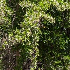 Pyracantha sp. (Firethorn) at Hackett, ACT - 10 Nov 2025 by WalterEgo