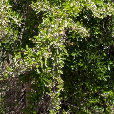 Pyracantha sp. (Firethorn) at Hackett, ACT - 10 Nov 2025 by WalterEgo