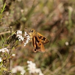 Trapezites eliena at Rendezvous Creek, ACT - 10 Nov 2025 by ChrisChapman