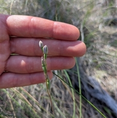 Thelymitra (genus) (sun orchids) at Hackett, ACT - 10 Nov 2025 by WalterEgo