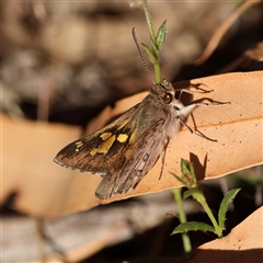 Trapezites phigalioides (Montane Ochre) at Rendezvous Creek, ACT - 10 Nov 2025 by ChrisChapman