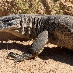 Varanus rosenbergi (Heath or Rosenberg's Monitor) at Rendezvous Creek, ACT - 10 Nov 2025 by ChrisChapman