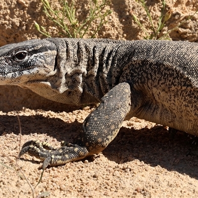 Varanus rosenbergi (Heath or Rosenberg's Monitor) at Rendezvous Creek, ACT - 10 Nov 2025 by ChrisChapman