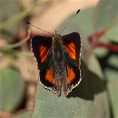 Paralucia aurifera at Booth, ACT - 10 Nov 2025 by ChrisChapman