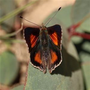 Paralucia aurifera at Booth, ACT - 10 Nov 2025 by ChrisChapman