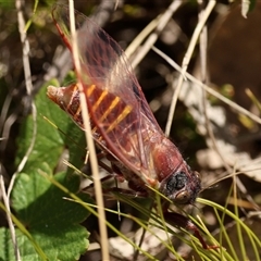 Pauropsalta mneme (Alarm Clock Squawker) at Rendezvous Creek, ACT - 10 Nov 2025 by ChrisChapman