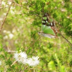 Graphium macleayanum (Macleay's Swallowtail) at Tianjara, NSW - 10 Nov 2025 by Harrisi