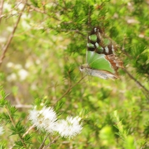 Graphium macleayanum at Tianjara, NSW - 10 Nov 2025 by Harrisi