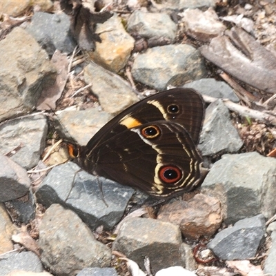 Unverified Butterfly (Lepidoptera, Rhopalocera) at Tianjara, NSW - 10 Nov 2025 by Harrisi