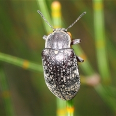 Unverified Darkling beetle (Tenebrionidae) at Jerrawangala, NSW - 10 Nov 2025 by Harrisi