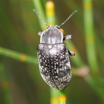 Unverified Darkling beetle (Tenebrionidae) at Jerrawangala, NSW - 10 Nov 2025 by Harrisi
