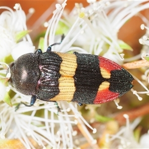 Castiarina bella (A Jewel Beetle) at Tianjara, NSW - Yesterday by Harrisi