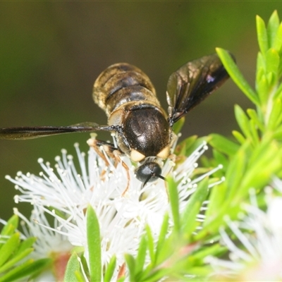 Panops conspicuus (A small-headed fly) at Jerrawangala, NSW - 10 Nov 2025 by Harrisi