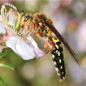 Unverified Flower Wasps (Scoliidae, Thynnidae or Tiphiidae) at Sassafras, NSW - 10 Nov 2025 by Harrisi