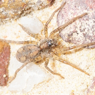 Miturga sp. (genus) at Boolijah, NSW - 10 Nov 2025 by Harrisi