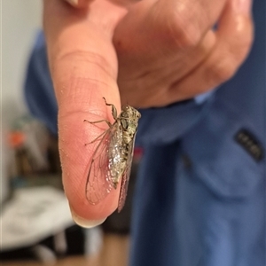 Yoyetta celis (Silver Princess Cicada) at Kambah, ACT - 9 Nov 2025 by regeraghty