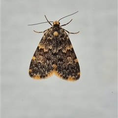 Halone coryphoea (Eastern Halone moth) at Kambah, ACT - 9 Nov 2025 by regeraghty