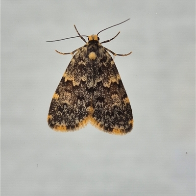 Halone coryphoea (Eastern Halone moth) at Kambah, ACT - 9 Nov 2025 by regeraghty