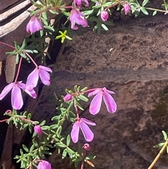 Tetratheca bauerifolia (Heath Pink-bells) at Tharwa, ACT - 10 Nov 2025 by JaneR