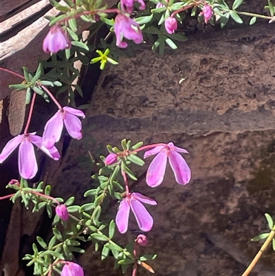 Tetratheca bauerifolia (Heath Pink-bells) at Tharwa, ACT - 10 Nov 2025 by JaneR