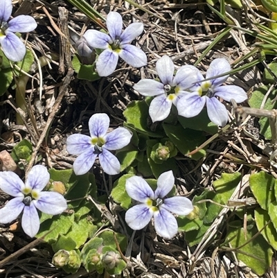 Lobelia pedunculata (Matted Pratia) at Tharwa, ACT - 10 Nov 2025 by JaneR