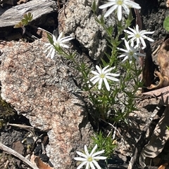 Stellaria pungens (Prickly Starwort) at Tharwa, ACT - 10 Nov 2025 by JaneR
