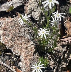 Stellaria pungens (Prickly Starwort) at Tharwa, ACT - 10 Nov 2025 by JaneR
