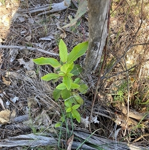 Viburnum tinus (Laurustinus) at Watson, ACT - Yesterday by waltraud