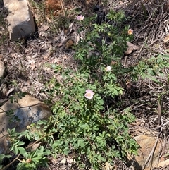 Rosa sp. (A Wild Rose) at Watson, ACT - 10 Nov 2025 by waltraud