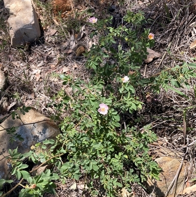 Rosa sp. (A Wild Rose) at Watson, ACT - 10 Nov 2025 by waltraud