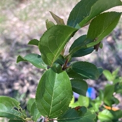 Pyrus sp. (An Ornamental Pear) at Watson, ACT - 10 Nov 2025 by waltraud