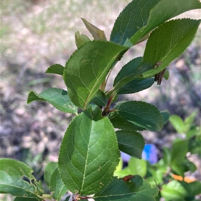 Pyrus sp. (An Ornamental Pear) at Watson, ACT - 10 Nov 2025 by waltraud