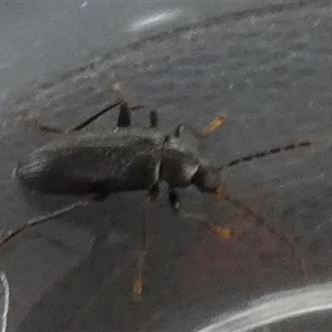 Unverified Darkling beetle (Tenebrionidae) by Paul4K