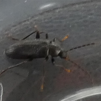 Unverified Darkling beetle (Tenebrionidae) at  - suppressed by Paul4K