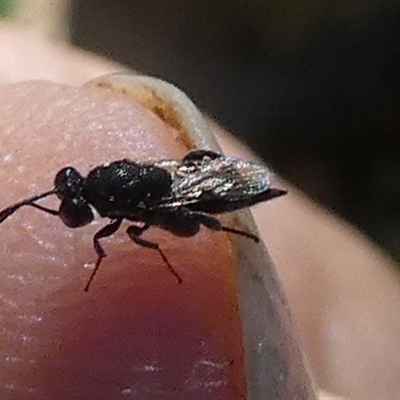 Chalcididae (family) (Unidentified chalcid wasp) at Queanbeyan, NSW - 10 Nov 2025 by Paul4K
