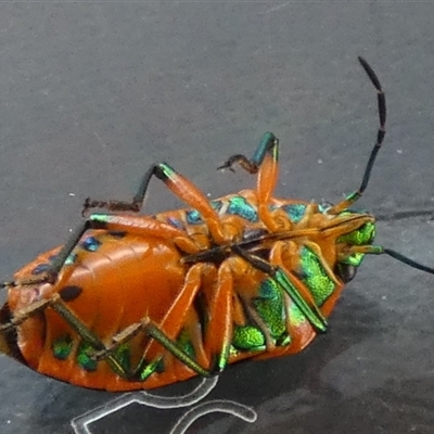 Scutiphora pedicellata (Metallic Jewel Bug) at Queanbeyan, NSW - 10 Nov 2025 by Paul4K