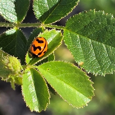 Coccinella transversalis (Transverse Ladybird) at O'Malley, ACT - 11 Nov 2025 by Mike