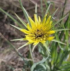 Tragopogon dubius (Goatsbeard) at Burra, NSW - 11 Nov 2025 by BrianSummers