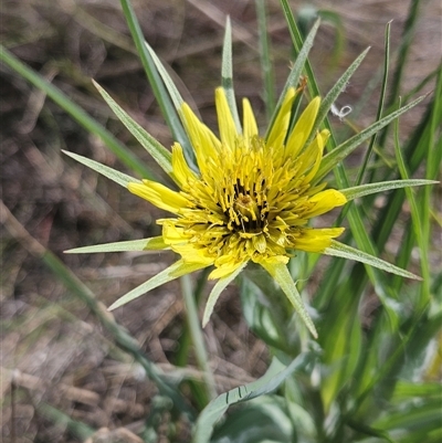 Tragopogon dubius (Goatsbeard) at Burra, NSW - 11 Nov 2025 by BrianSummers