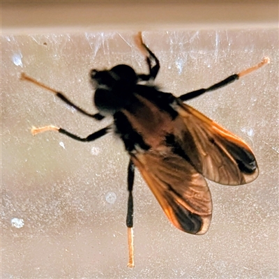 Pelecorhynchus fulvus (Orange cap-nosed fly) at Kambah, ACT - 11 Nov 2025 by HelenCross